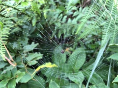 Thelacantha brevispina