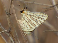 Cigaritis elima