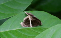 Fodina pallula