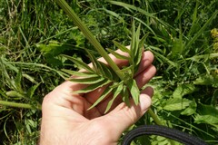 Valeriana rossica
