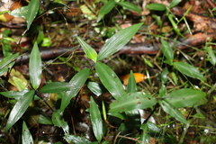 Aneilema acuminatum