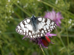Melanargia russiae