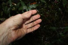 Aneilema acuminatum