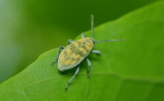 Peltotrachelus