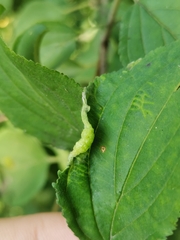 Trichochermes walkeri