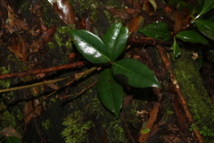 Tetrastigma nitens
