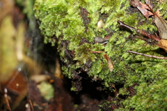 Racopilum cuspidigerum