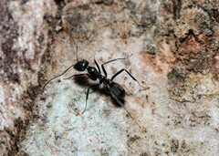 Iridomyrmex mayri