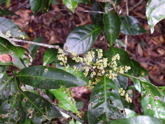 Guioa acutifolia
