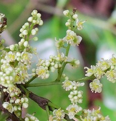 Guioa acutifolia