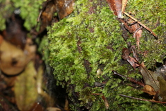 Racopilum cuspidigerum