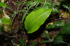 Proiphys cunninghamii