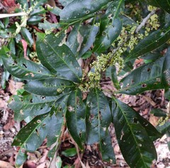 Guioa acutifolia
