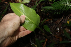 Proiphys cunninghamii