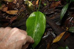 Proiphys cunninghamii