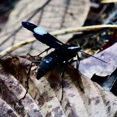 Hemipepsis speculifer