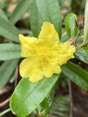 Hibbertia melhanioides