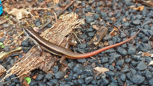 Dussumier's Forest Skink, Sphenomorphus dussumieri