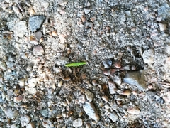 Lepidoptera