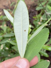 Hibbertia melhanioides