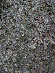 Albizia ferruginea
