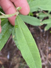 Hibbertia melhanioides