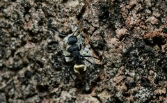 Polyrhachis erato