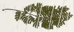 Albizia ferruginea