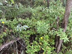 Hibbertia melhanioides