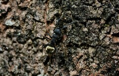 Polyrhachis erato