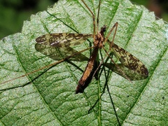 Epiphragma ocellare