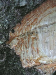 Albizia ferruginea
