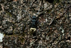 Polyrhachis erato
