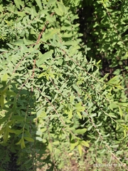 Spiraea hypericifolia