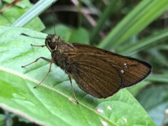 Caltoris cahira austeni