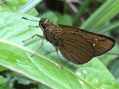 Caltoris cahira austeni