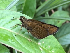 Caltoris cahira austeni