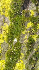 Orthotrichum diaphanum