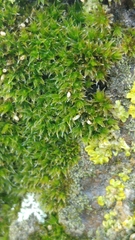 Orthotrichum diaphanum