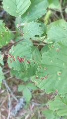 Eriophyes alniincanae