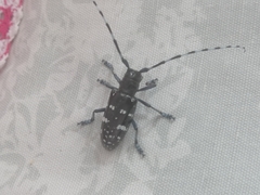 Anoplophora glabripennis