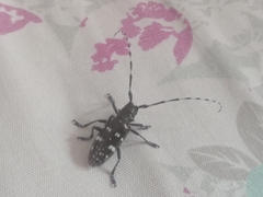 Anoplophora glabripennis