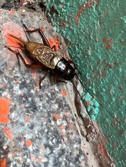 Melanogryllus carmichaeli