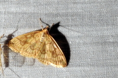 Crocidophora serratissimalis