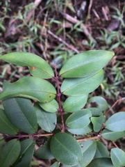 Pilidiostigma glabrum