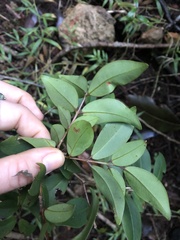 Pilidiostigma glabrum