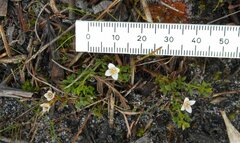 Cyanothamnus nanus nanus