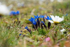 Gentiana bavarica subacaulis