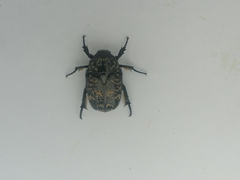 Protaetia brevitarsis