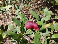 Disholandricus reniformis